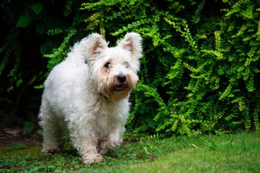 Komik köpek West Highland Terrier yazın bahçede oynuyor. 