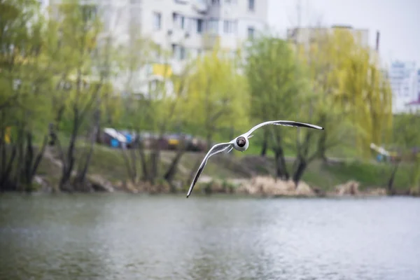 Gull sur le lac dans la ville — Photo