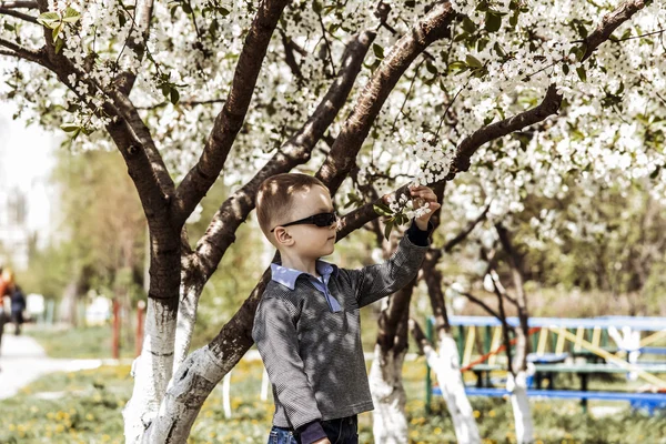 Boy examines a flowering tree — Stock Photo, Image