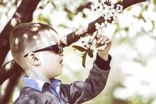 Boy examines a flowering tree — Stock Photo, Image
