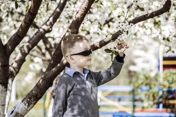 Boy examines a flowering tree — Stock Photo, Image