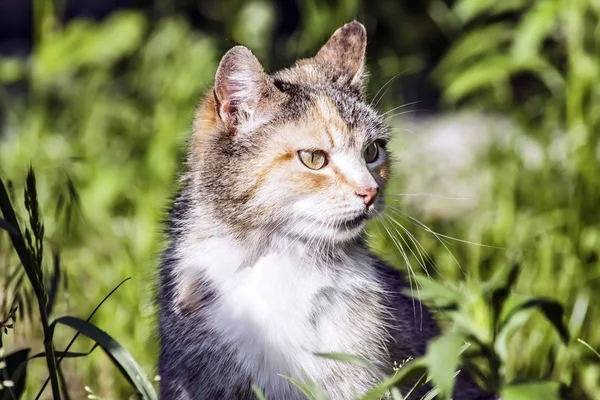 Färgad katt i gräset på sommaren — Stockfoto