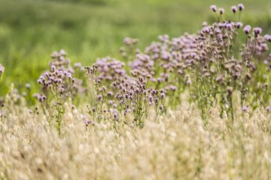 Mor yabancı otların