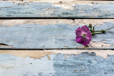 Eski ahşap arka plan Violet