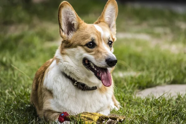 Pembroke beetje herder — Stockfoto