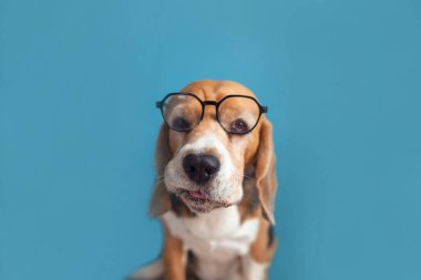 Gözlük takan bir av köpeğinin komik yüzü.