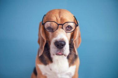 Gözlük takan bir av köpeğinin komik yüzü.