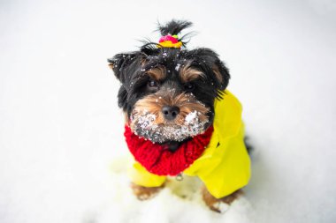 Komik Yorkshire Terrier köpeği karda yürüyor.