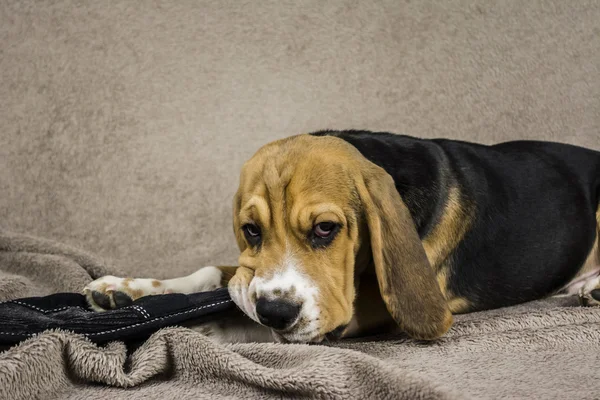 Perro mastica zapatillas — Foto de Stock