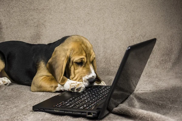 Cão jogando laptop — Fotografia de Stock