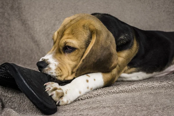 Собака жует кроссовки — стоковое фото