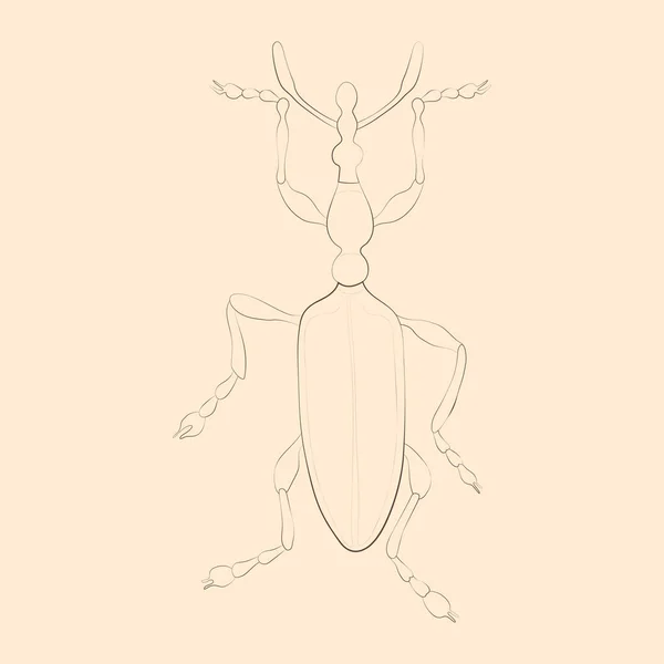 Illustrazione Weevil Schizzo Isolato Disegnato Mano Vettore — Vettoriale Stock