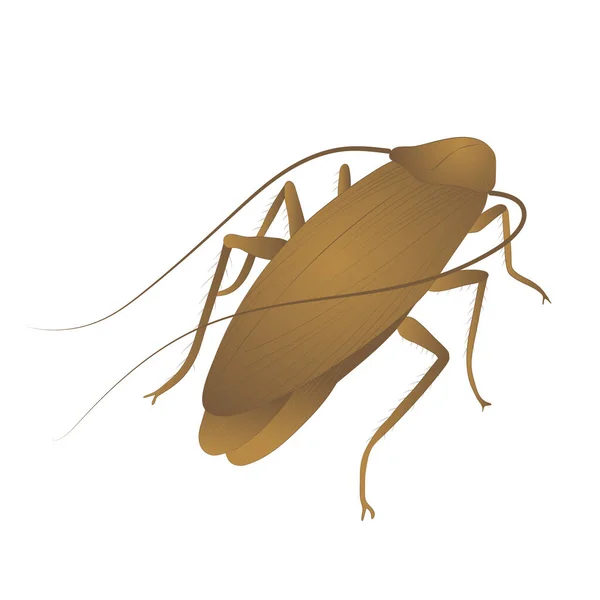 Cockroach Kleurenillustratie Geïsoleerd Witte Achtergrond Vector — Stockvector