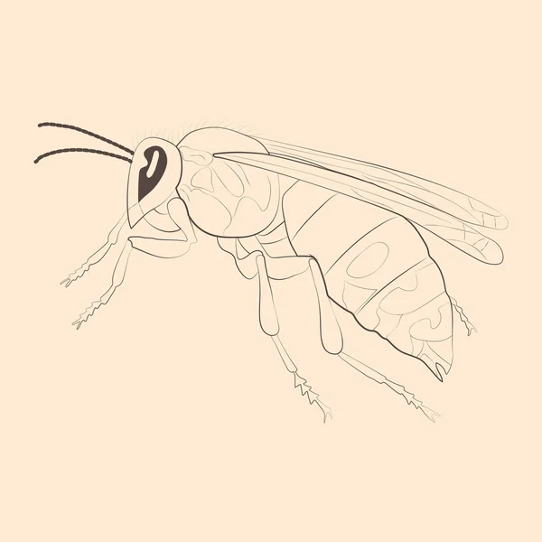 Ilustração Hornet Desenho Mão Esboço Isolado Vetor — Vetor de Stock