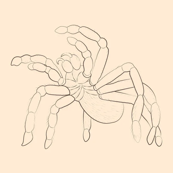 Tarantula Illustration Hand Drawn Isolated Sketch Vector — Stock Vector