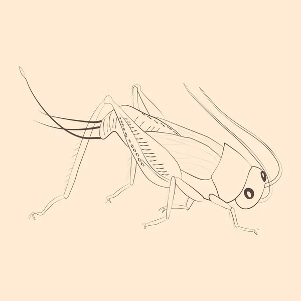 Grig Illustration Handgezeichnete Isolierte Skizze Vektor — Stockvektor