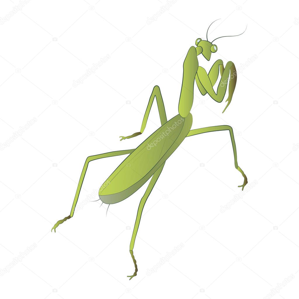 Mantis color illustration isolated on white background. Vector.