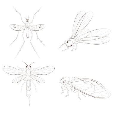 Set with insects isolated on white background. Termite, Siricidae, Mosquito and Cicada. clipart