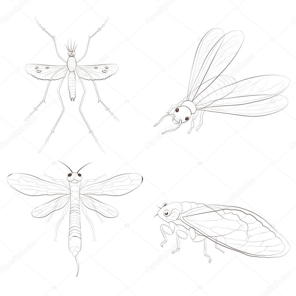 Set with insects isolated on white background. Termite, Siricidae, Mosquito and Cicada.