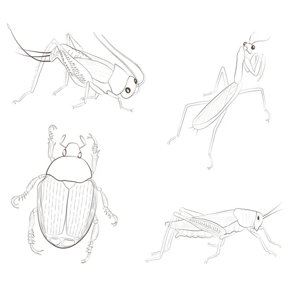 Set Mit Insekten Isoliert Auf Weißem Hintergrund Robinie Japanischer Käfer — Stockvektor