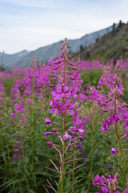 Kıbrıs angustifolia veya Ivan Koporye çay, çok lezzetli ve sağlıklı içecek