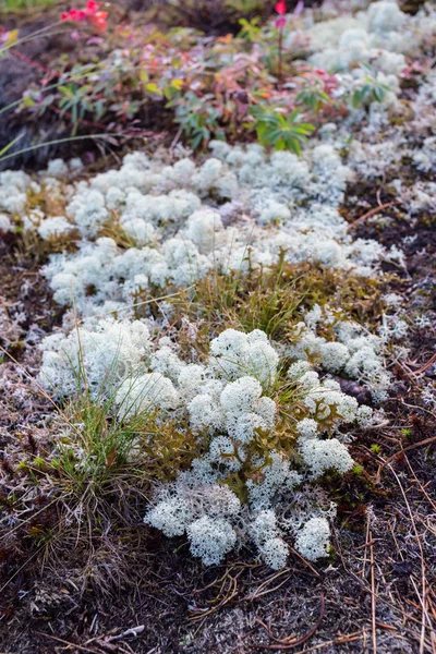 白苔的特写镜头，在森林里 — 图库照片