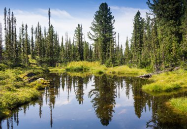 herdem yeşil çam ağaçları gölde yansıtılır