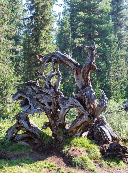 Tiefer Wald, der an einem sonnigen Tag auf einer bemoosten Seite eines Hügels wächst — Stockfoto