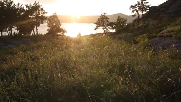 Girasoli fioriti su uno sfondo tramonto — Video Stock