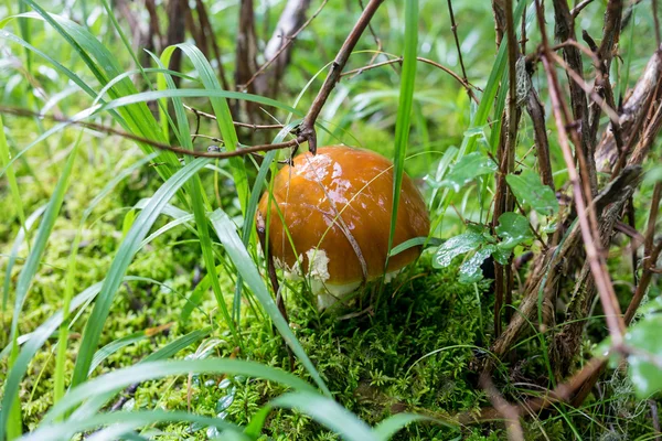 在苔藓上蘑菇橙色帽牛肝菌 — 图库照片