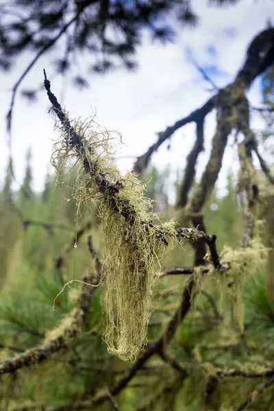 White moss close-up, in the forest — Stock Photo, Image