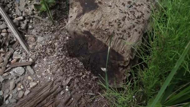 Leafcutter ants march across a tree branch — Stock Video