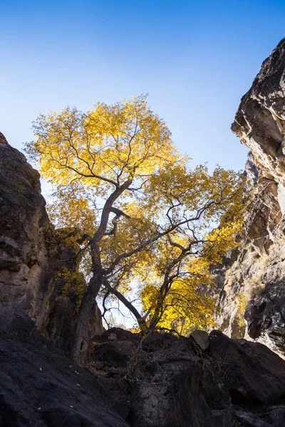 Zlatá podzimní stromy v polořadovce-vyprahlé oblasti Charyn — Stock fotografie