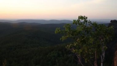 Günbatımında çiçek açan ayçiçekleri