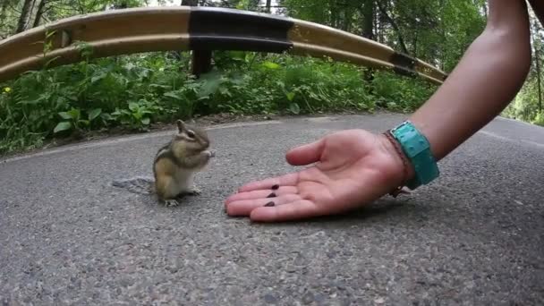 손에서 견과류를 먹는 다람쥐 — 비디오