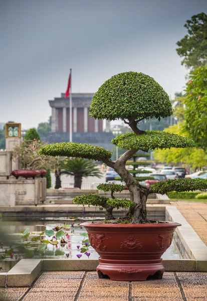 Japanese art form using trees, Bonsai, on the gold background — Stock Photo, Image