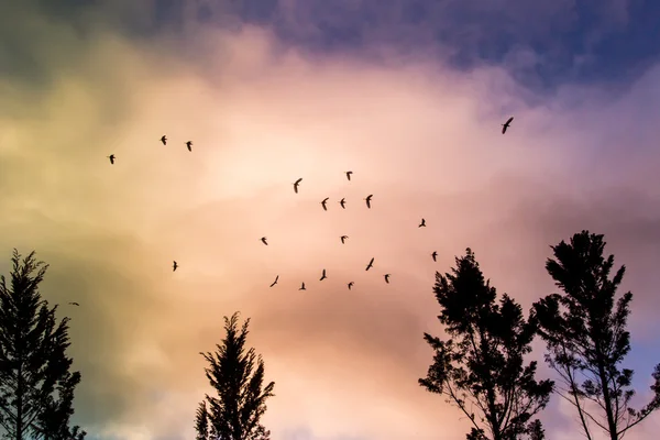 Nature sauvage avec nuages orageux — Photo