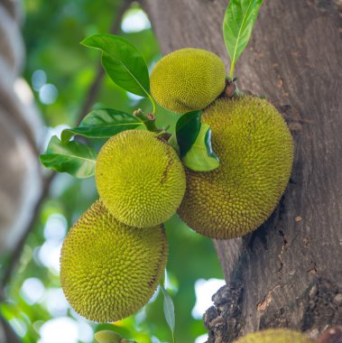 Jack meyve ağacı üzerinde