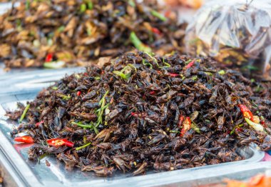 İğrenç yemekler ile hamamböcekleri istila yığını