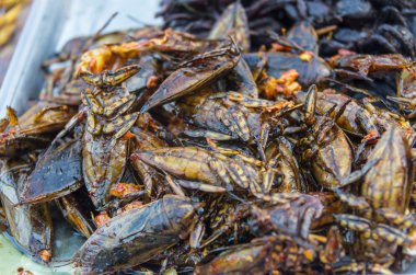 İğrenç yemekler ile hamamböcekleri istila yığını