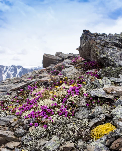 Fiori rossi sparsi su massi di granito nella giornata di sole — Foto Stock