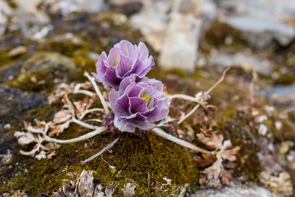 Alpenrosen Bergblumen der Alpen — Stockfoto