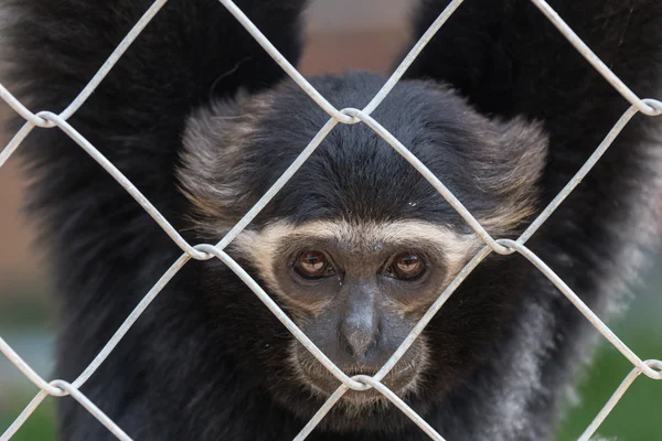 Gibbon em gaiola zoológico, Beleza e beleza de Gibbons — Fotografia de Stock