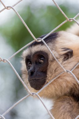 Gibbon Hayvanat Bahçesi kafes, güzellik ve hoşluk Gibbons