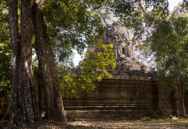 Ormanın ta Prohm Tapınağı Angkor, Kamboçya tecavüz