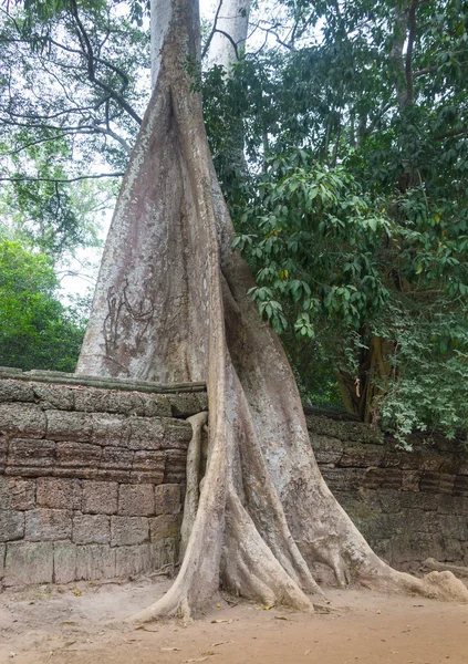 A invasão da selva no Templo de Ta Prohm, Angkor, Camboja — Fotografia de Stock
