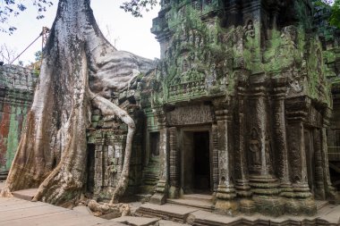 Ormanın ta Prohm Tapınağı Angkor, Kamboçya tecavüz
