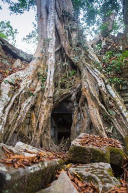 Ormanın ta Prohm Tapınağı Angkor, Kamboçya tecavüz