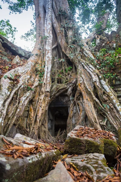 Djungeln inkräkta på Ta Prohm-templet, Angkor, Kambodja — Stockfoto