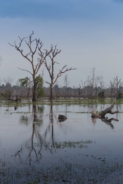 Красивый пейзаж в болотах Окаванго — стоковое фото